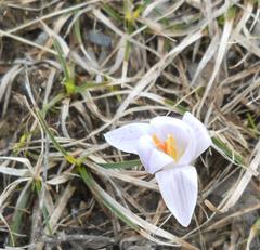 Crocus reticulatus