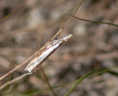 Crambus leachellus