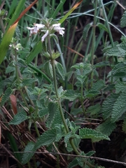 Stachydeae