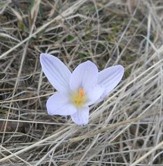 Crocus reticulatus