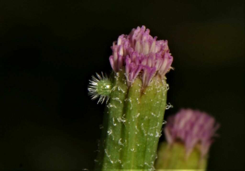 Angled Castor in September 2022 by Himanshu Pandav · iNaturalist