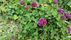 Trifolium burchellianum