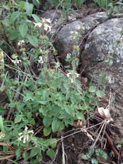 Stachydeae