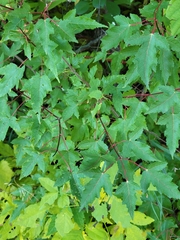 Acer ginnala