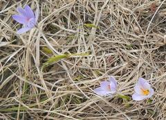 Crocus reticulatus