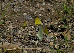 Eurema brigitta