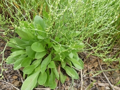 Limonium carolinianum