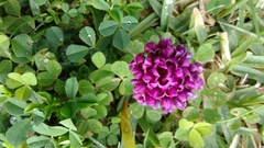 Trifolium burchellianum