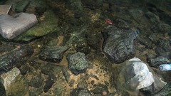 Poecilia latipinna