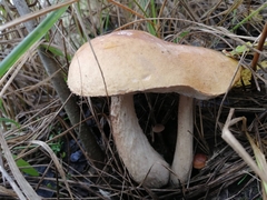 Leccinum scabrum