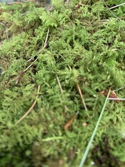 Thuidium