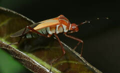 Hypselonotus interruptus