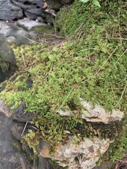 Thuidium
