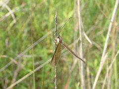 Ascaloptynx appendiculata