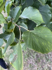 Tilia americana