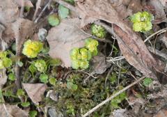 Chrysosplenium alternifolium