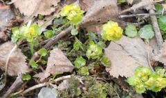 Chrysosplenium alternifolium
