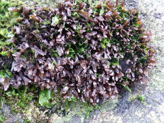 Chondrus crispus