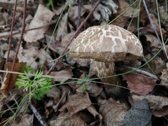 Leccinum scabrum