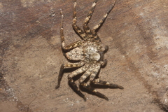 Selenops mexicanus