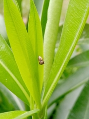 Sassacus papenhoei