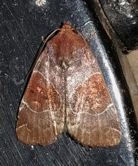 Hampsonodes mastoides