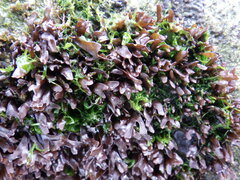 Chondrus crispus