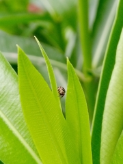 Sassacus papenhoei
