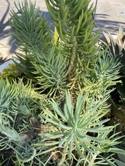 Senecio vitalis