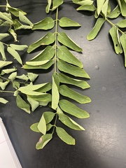 Robinia pseudoacacia