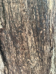 Armillaria
