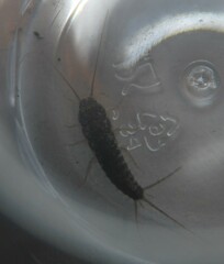 Lepismatidae
