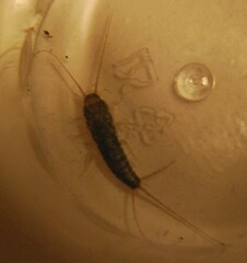 Lepismatidae