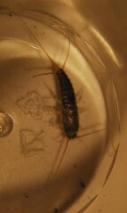 Lepismatidae