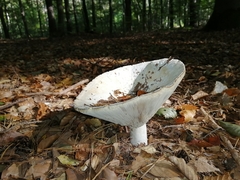 Russula delica