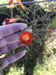 Ipomoea coccinea