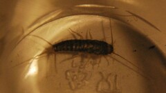 Lepismatidae