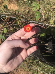 Ipomoea coccinea