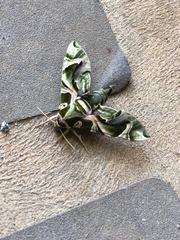 Daphnis nerii