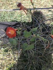 Ipomoea coccinea