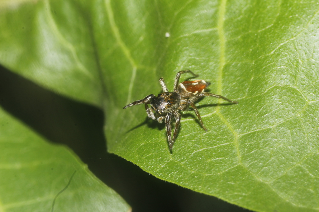 jumping spiders
