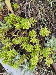 Sedum × rubrotinctum