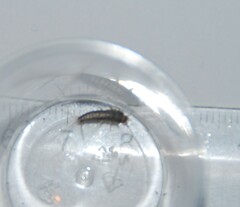 Lepismatidae