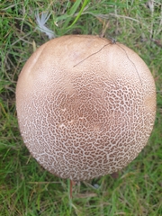 Leccinum scabrum