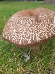Leccinum scabrum