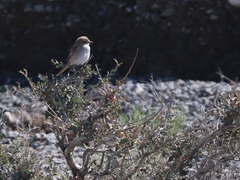 Lanius isabellinus