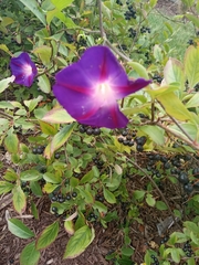Ipomoea purpurea
