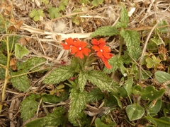 Glandularia peruviana