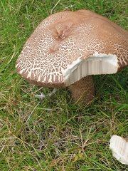 Leccinum scabrum