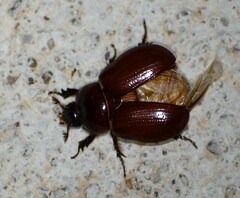 Pentodontini